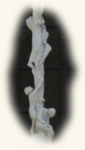 baobab33_00s