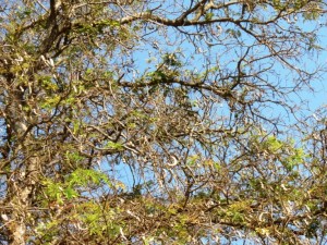 Fra i rami le bacche che contengono i grani, quasi secchi, un po’ aciduli: i frutti del tamarindo