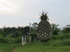 Ananas Salci